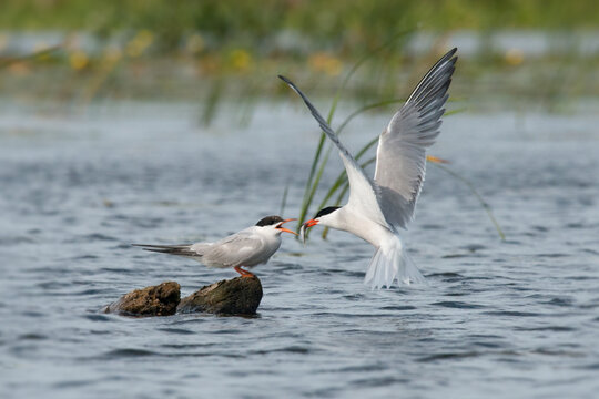 Common tern feeding fish to a begging juvenile in summer, USA