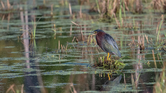 Green heron perched with an open bill in a marsh, USA