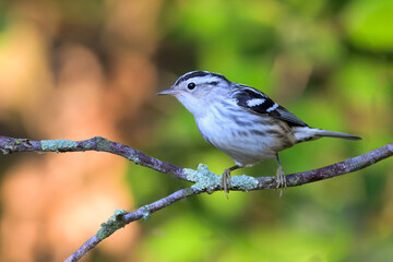 Obraz premium Female black-and-white warbler perched on a mossy branch, USA