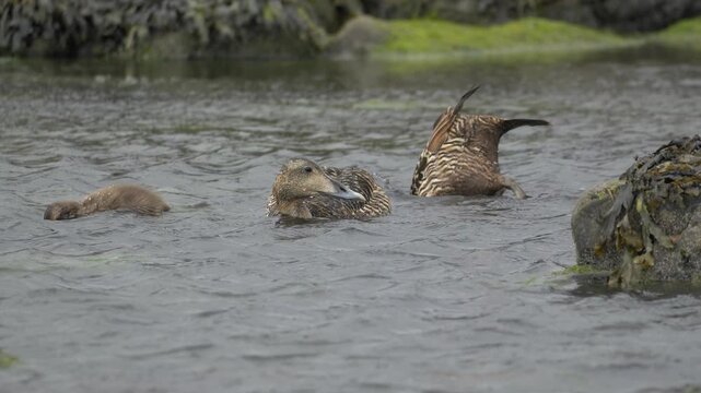 Common Eider Ducks Foraging Underwater in the Coastal Waters of Iceland
