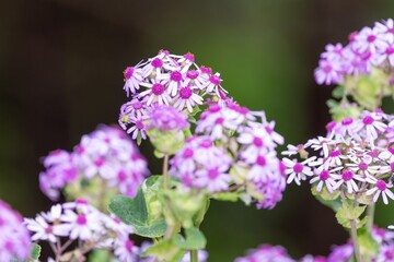 Obraz premium Close up of Webbs cineraria (pericallis webbii) flowers in bloom