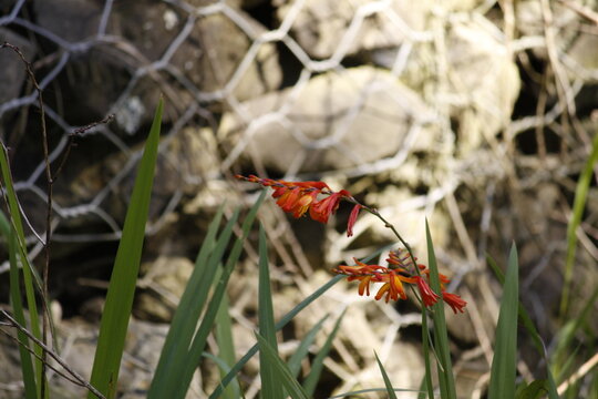 Cluster of orange crocosmia flowers with arching stems and long swordlike leaves against a wire mesh and stone background, shallow depth and soft focused elements.