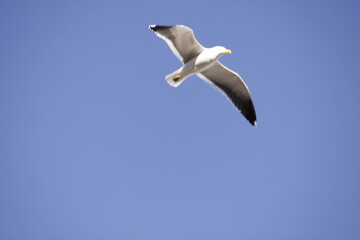 Obraz premium Single seagull in flight against clear blue sky isolated bird with wings spread