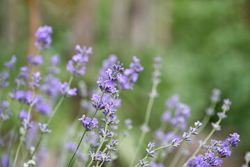 lavender. Green bushes with blue flowers. Lavandula flowering season. Close-up of small purple lavender flowers. The beauty of nature, macro photography. blooming fields. spring or summer © Oleksandr Filatov