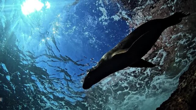 Slow-motion underwater view of a sea lion - Otariidae - rising beneath a rough sea surface to join two other sea lions. Check the gallery for similar footages
