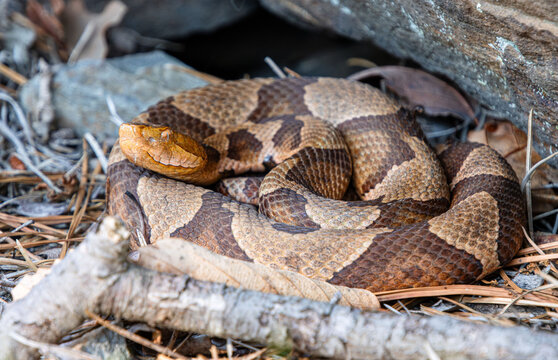 eastern copperhead Agkistrodon contortrix in shade on pine needles litter under rock closeup full body face eye