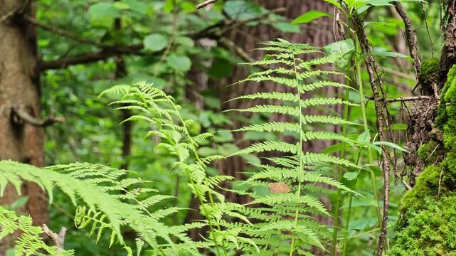 Macro shot of delicate green fern fronds with selective focus and soft blurred forest bokeh background copy space