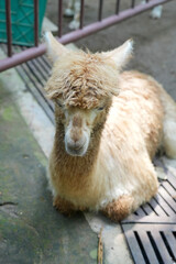 A cute and fluffy alpaca is resting comfortably on the ground inside a zoo enclosure. © Alvi Prasetya