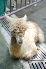 A cute and fluffy alpaca is resting comfortably on the ground inside a zoo enclosure. © Alvi Prasetya
