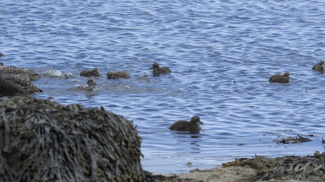 Common Eider Duck Family Foraging in Icelandic Coastal Waters