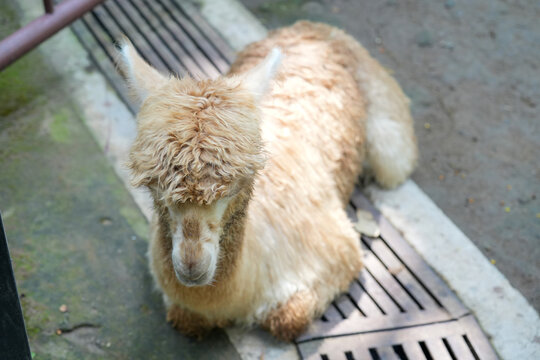 A cute and fluffy alpaca is resting comfortably on the ground inside a zoo enclosure.