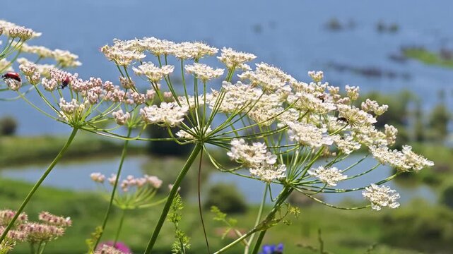 Close-up of white wildflowers against a scenic lakeside background