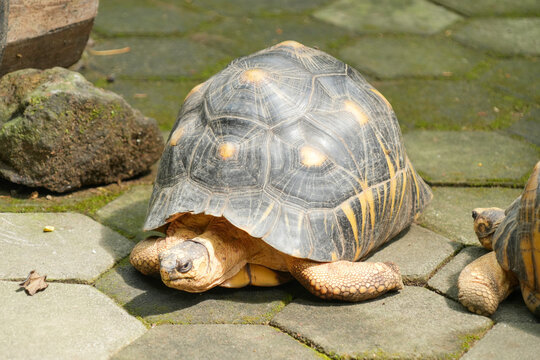 Red-footed tortoises resting together on a mossy hexagonal paved path.