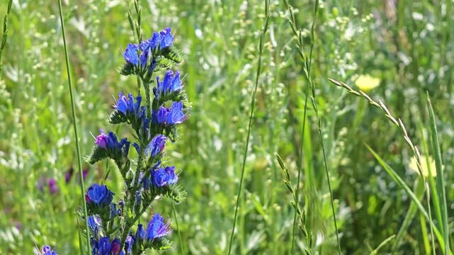 Tall blue wildflowers bloom among tall green grasses under soft sunlight