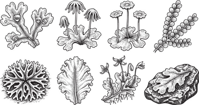 Thallose Liverwort Growth Patterns and Gemma Cups Bryology Engraving