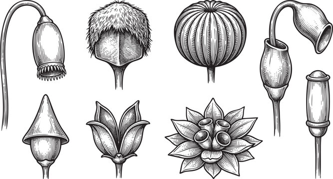 Bryophyte Moss Spore Capsules and Sporophyte Anatomy Engravings