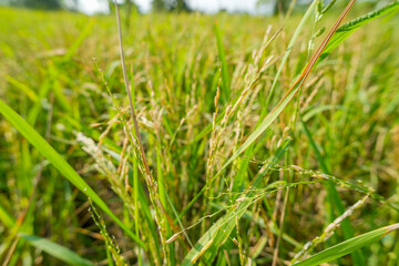 Obraz premium Close-up of ripening green and yellow rice plants in a paddy field.