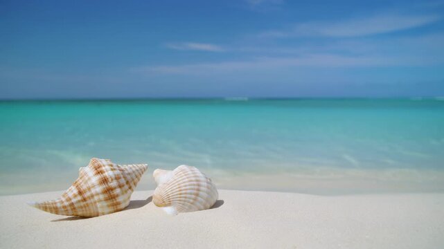 Two seashells resting on a pristine white sand beach during a bright sunny day with calm turquoise ocean waves in the background
