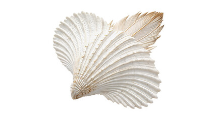 Beautiful textured white bivalve sea shell marine ocean wildlife element isolated on transparent background © novoradova-png