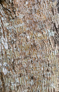 texture and shape of tree bark