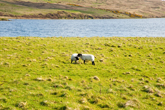 Scottish Blackface Sheep Standing in Green Pasture Beside a Loch on Islay Scotland