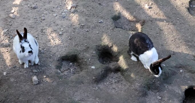 A small rabbit on sandy, dry soil, a fluffy rabbit lies among dug deep holes and burrows in an open enclosure