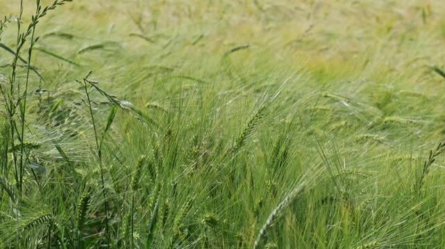 Lush green barley ears swaying in the wind on a wide agricultural crop field in summer