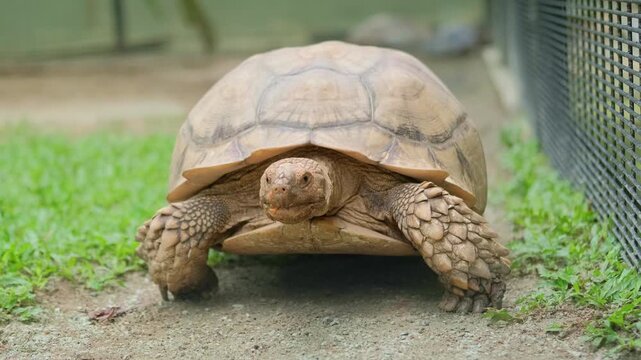 A medium shot of an old tortoise walking slowly and confidently inside an outdoor enclosure, curiously observing the surroundings near the cage during daytime.