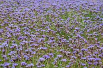 Obraz premium Field of purple flowers in full bloom, showcasing vibrant clusters of blossoms against a lush green backdrop under natural daylight conditions