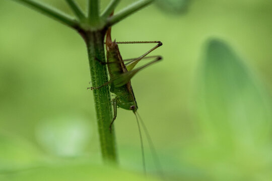 Meadow Katydid resting on a plant (Conocephalus).