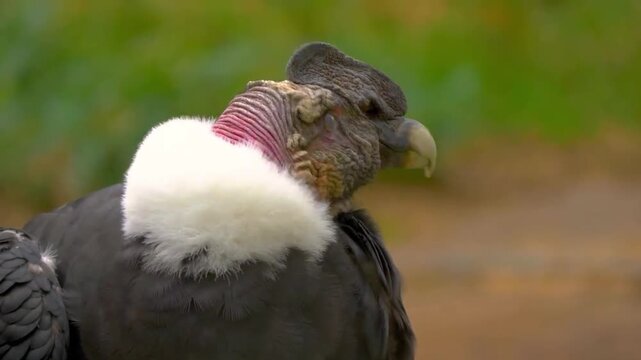 Andean Condor Close Up Portrait Looking Around