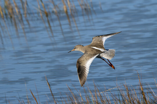 Common redshank in flight over reeds