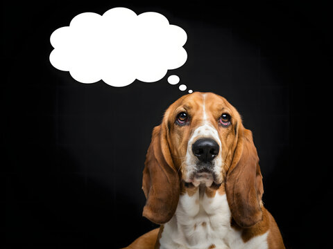 Basset hound dog with thought bubble, thinking expression for creative concept