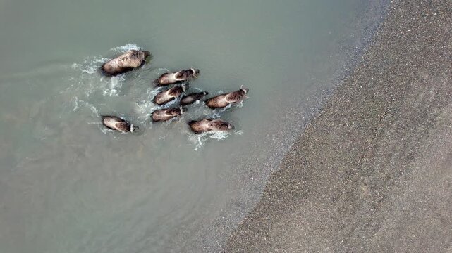 A herd of tundra musk oxen runs across a river on the Taimyr Peninsula - a view from above