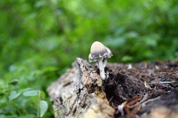 champignon dans la forêt  © Pascal Huot