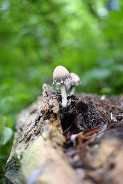 champignon dans la for&ecirc;t