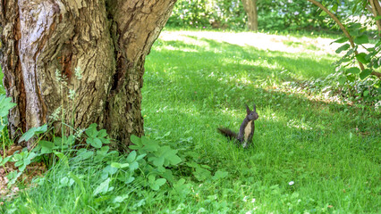 A small squirrel stands beneath a large tree surrounded by lush green grass and vibrant greenery © nordantin
