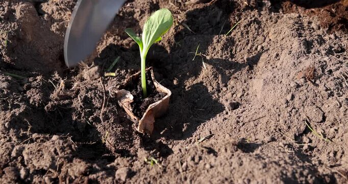 A green sprout in a peat cup, a garden spatula buries a vegetable sprout with loose brown earth in a garden bed in spring