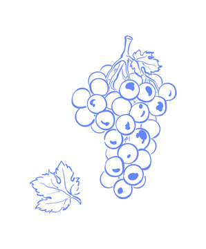Whimsical blue grape sketch with soft doodle style. Hand drawn grape cluster as cute food icon and menu element. Linear ink line art suits cafe card or wine restaurant background with minimalist