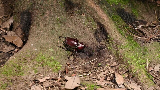 苔むした木の根元に佇む立派なカブトムシのオス