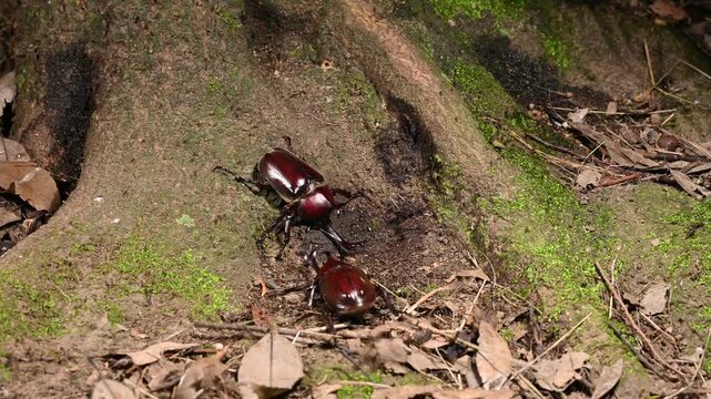 木の根元で激しく角を突き合わせて縄張りを争う2匹のカブトムシのオス（生態・闘争）