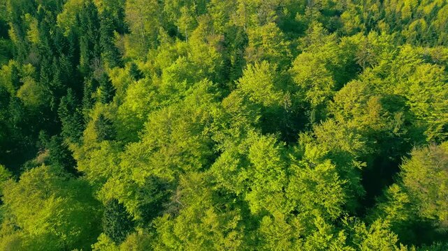 Aerial view of a lush, green forest, where the dense canopy blankets the landscape in tranquility. The camera glides over the treetops showing the serene beauty of nature's expanse.