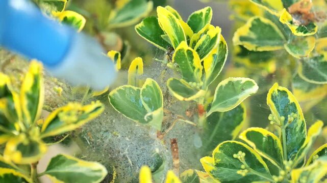gardener spraying a Euonymus fortunei shrub with leaf eating caterpillars.4k footage