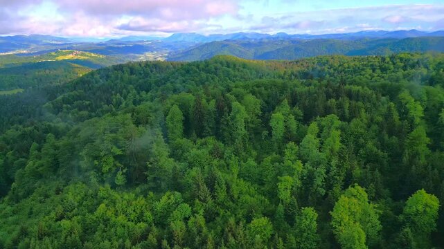 A stunning aerial view captures a vast, lush forest landscape with towering trees stretching across rolling hills. The serene scenery, dotted with patches of green fields and distant clouds.