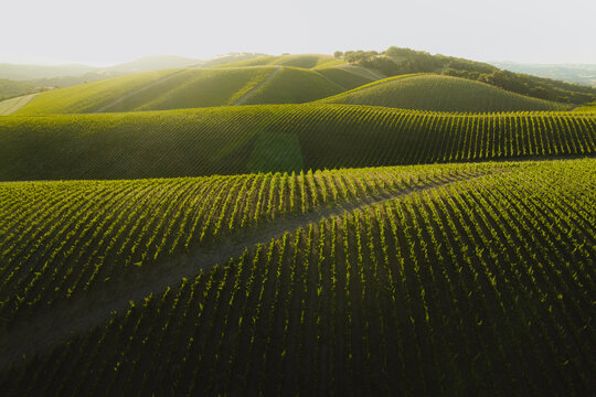 Layered Vineyards and Soft Light, Paso Robles
