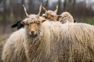 Fototapeta premium Racka sheeps on the field
