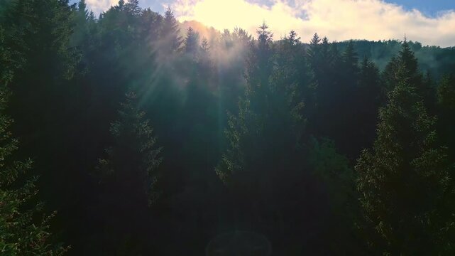 An aerial view shows a vast, tranquil forest with sunlight filtering through tall trees, casting ethereal shadows. The serene scenery, with clouds drifting above, invites peace.