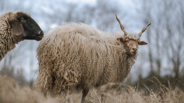 Racka sheeps on the field