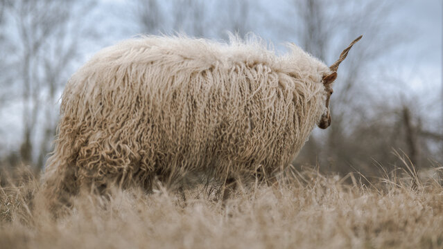 Racka sheeps on the field
