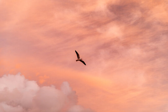 Single Bird Flying On A Cotton Candy Sky 3